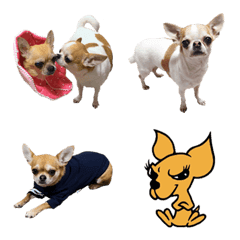 FunnyChihuahua3