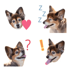 RINRIN