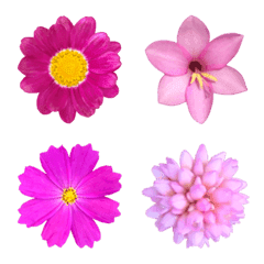 ピンク色の花２