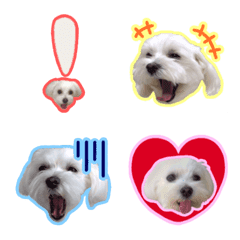 Maltese Dog "Maru"