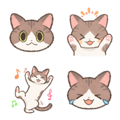 Brown and White Tabby