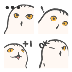 Snowy Owl Gomako is 1.5 years old