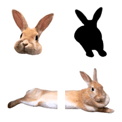 #emoji04 rabbit *asachi