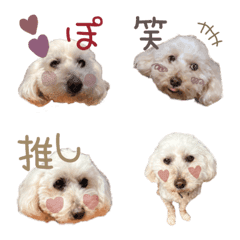 Toy poodle emoji  1