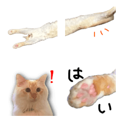 猫のパンちゃん絵文字