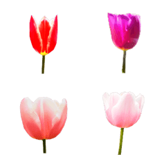 tulip flower emoji2