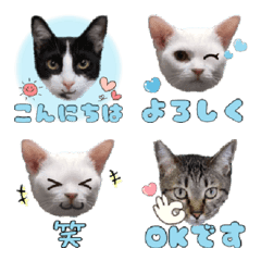 5 cat Emoji