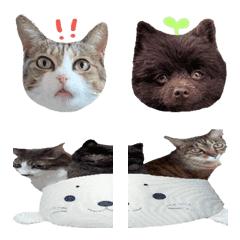 pom and cat emoji