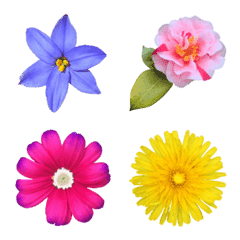 大人の文章に添える春の花々