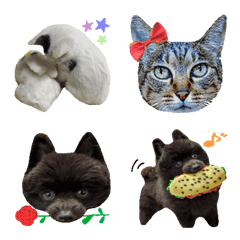 pom and cats emoji