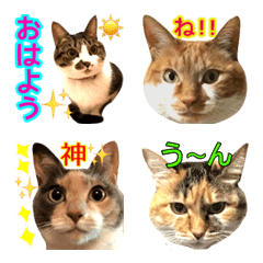 Neneko's Live action-Cat 7
