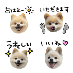 Pomeranian called Hanachan emoji