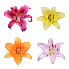 Lily flower photo Emoji 1