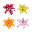 Lily flower photo Emoji 3 – LINE Emoji | LINE STORE