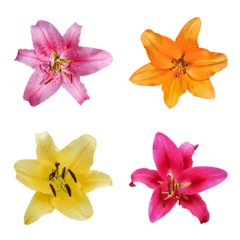 Lily flower photo Emoji 2
