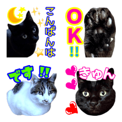 Neneko's Live action-Cat 9