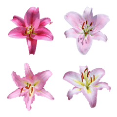 Lily flower photo Emoji 3