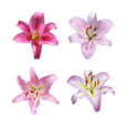 Lily flower photo Emoji 1 – LINE Emoji | LINE STORE
