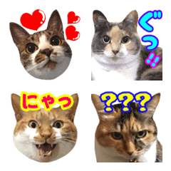 Neneko's Live-action cat 10
