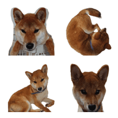 SHIBA dog yushiro emoji