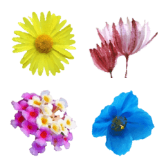 Wildflowers