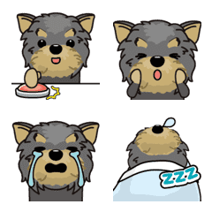 Animation! Yorkshire terrier