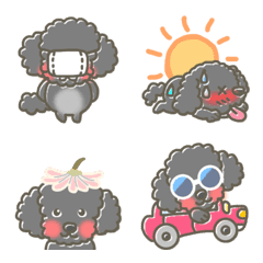 Black toy poodle KONBU