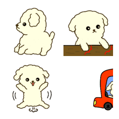 Moving white toy poodle