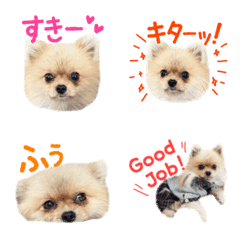 Pomeranian COCOA's Emoji6