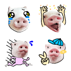 I`m INOSUKE,micro pig. EMOJI