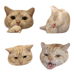 小哺哺