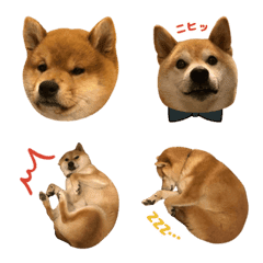Shiba inu everyday Emoji.