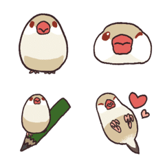 Daily Java Sparrow * Cream Color