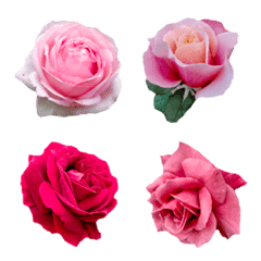 fiower rose