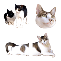 catface