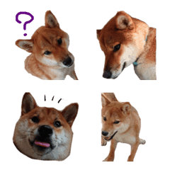 SHIBA dog yushiro emoji2