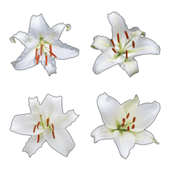 カサブランカと白ユリ花の写真 - 絵文字 1
