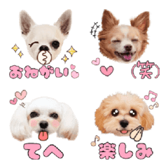 Leo&Moco&Buddy&Maru Emoji