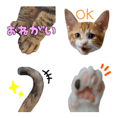Kitten /emoji