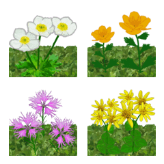 The flowers and scenery of Rebun vol.1