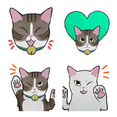 kijitora cats with bells