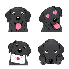 Labrador Retriever - black (dog)