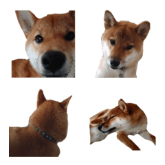 SHIBA inu yushiro emoji4
