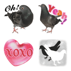 Pigeon photo Emoji Rev