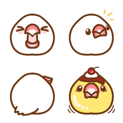 Mood of fluffy Java sparrow