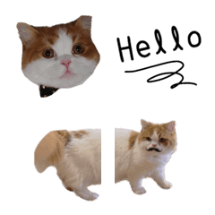 Emoji cute funny cats
