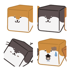Shiba box( Modified version)