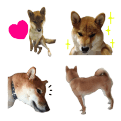 Shiba Inu Dog Day Commemorative Emoji