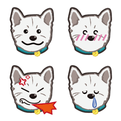 (White Shiba Inu) Polar's Daily routine