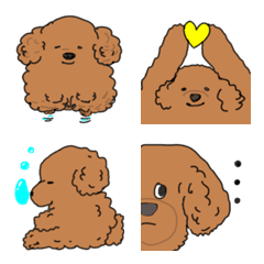 toy poodle brown dog color
